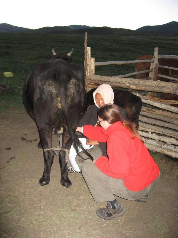Milking a Cow