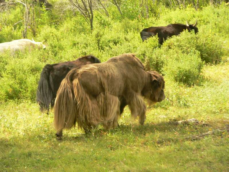 Yaks