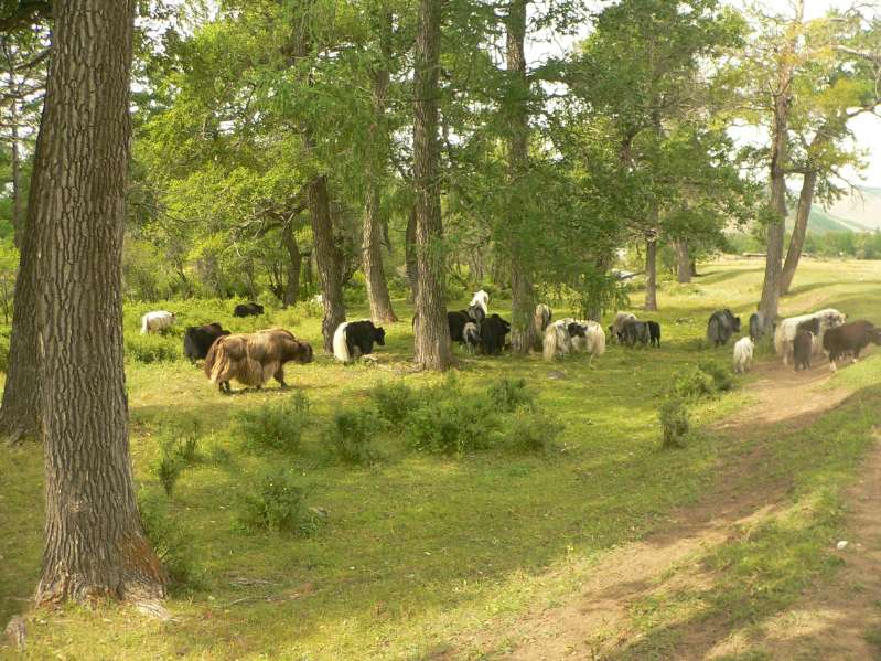 Yaks