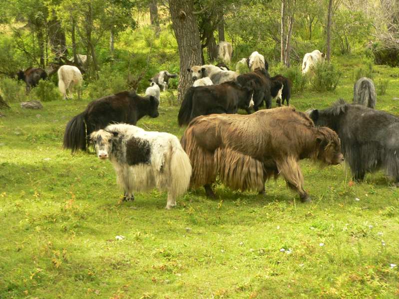 Yaks
