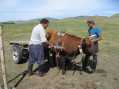 Preparing the Ox Cart