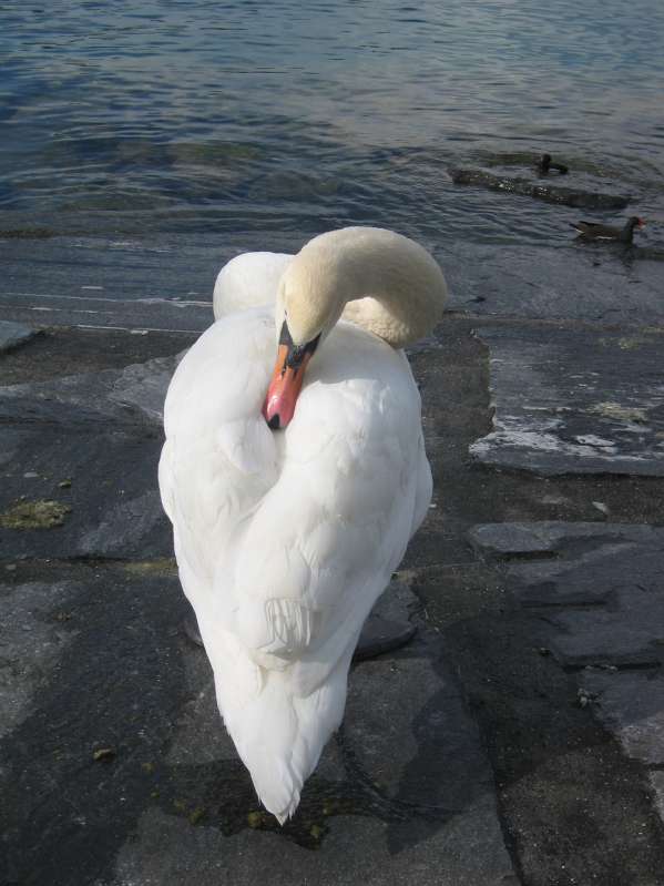 Swan, Lucerne