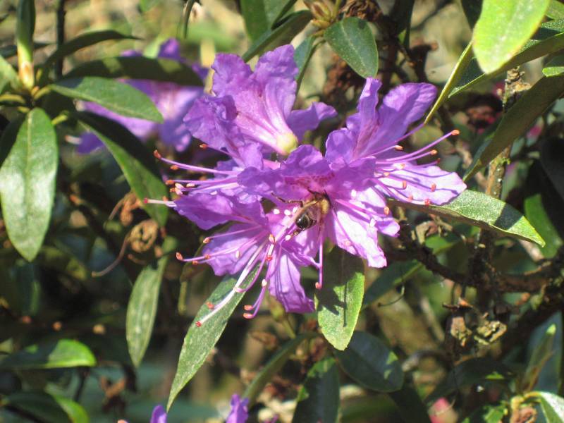 Bee visiting a flower