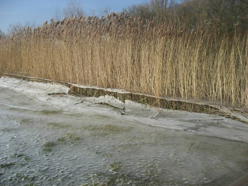 Frozen Pond