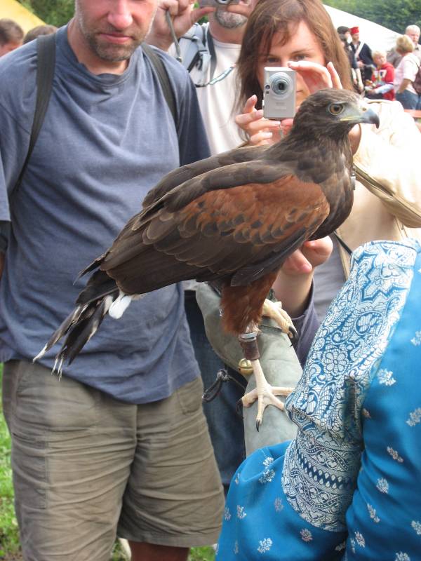 Falcon Show