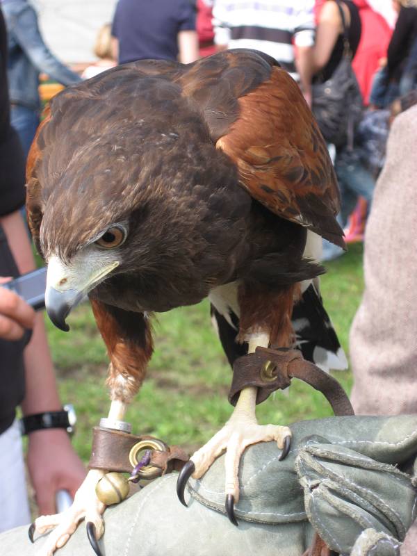 Falcon Show