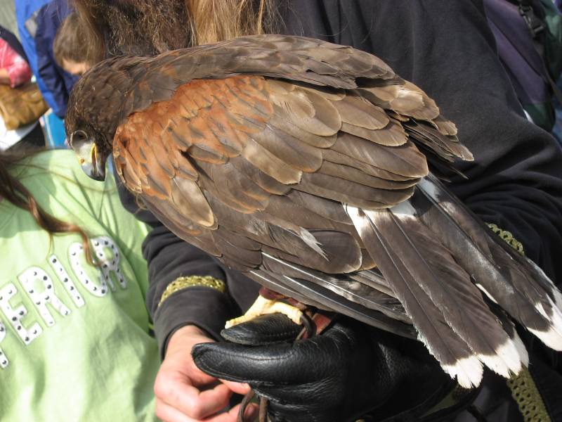 Falcon Show