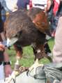 Falcon Show