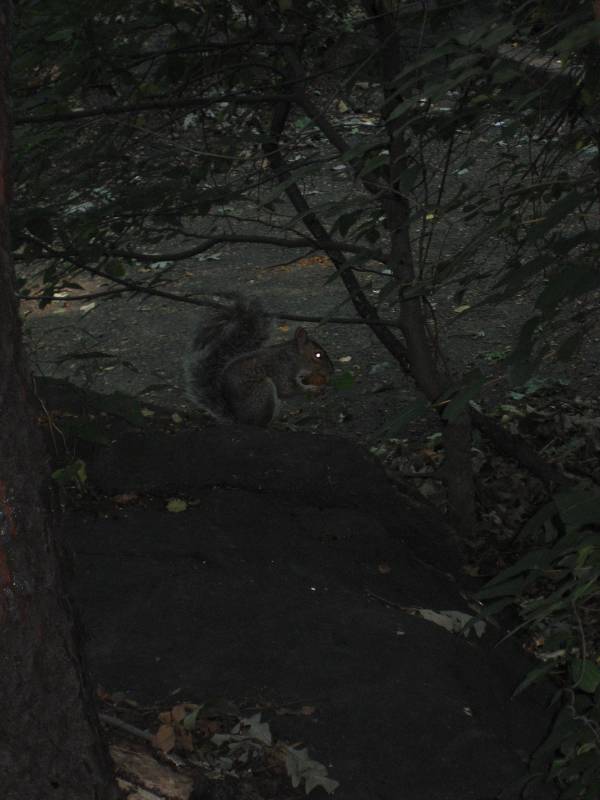 A squirrel in the Central Park