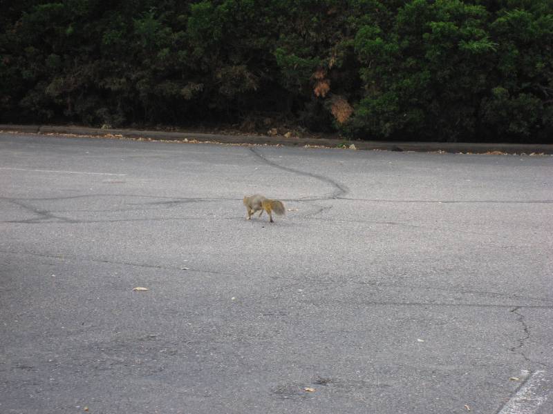 A Squirrel