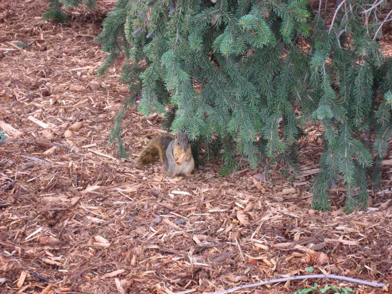 Squirrel