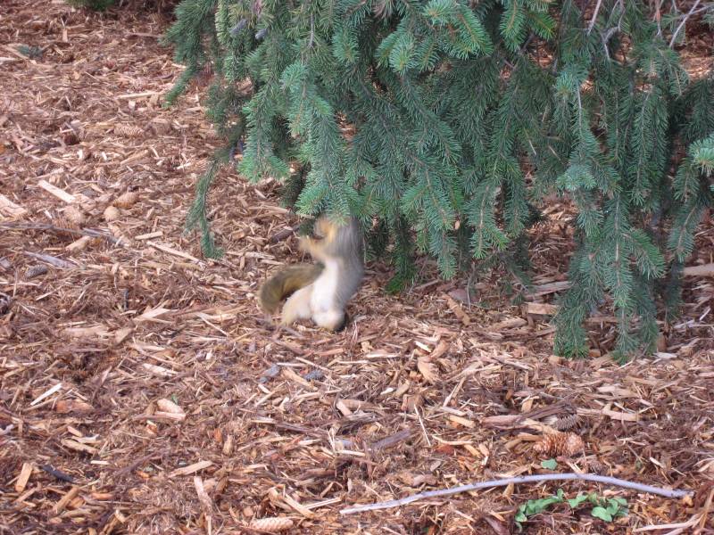 Squirrel