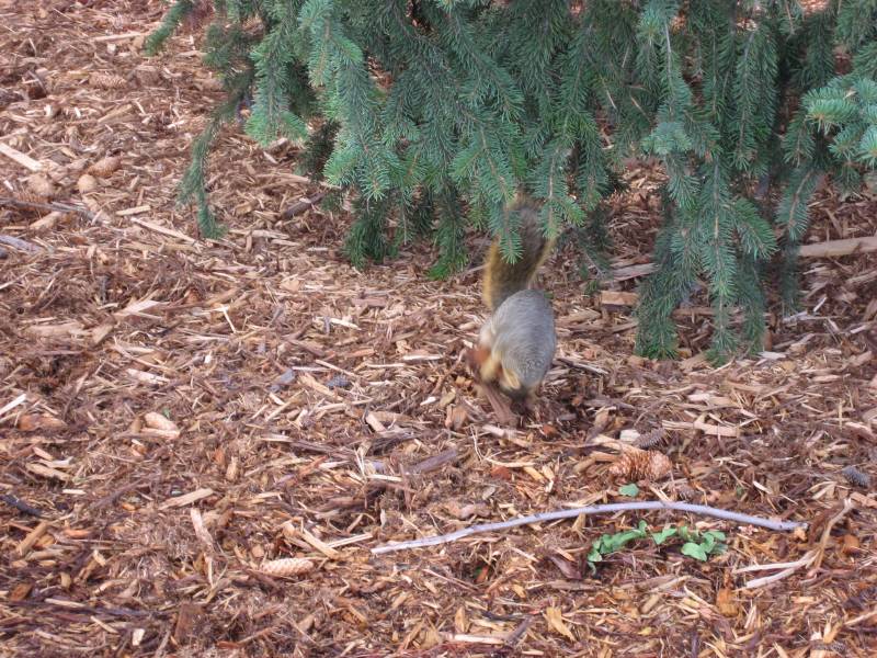 Squirrel