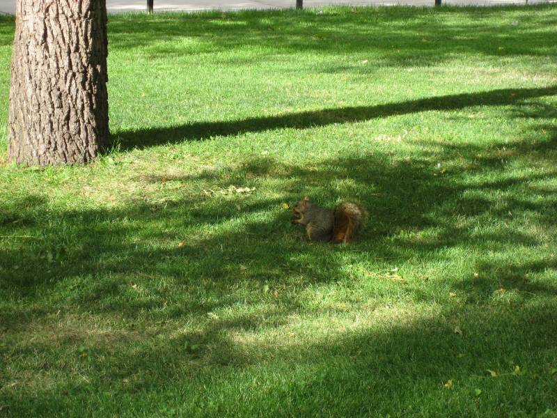 Another Squirrel