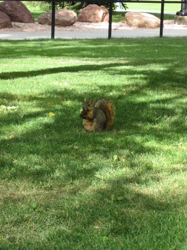Another Squirrel