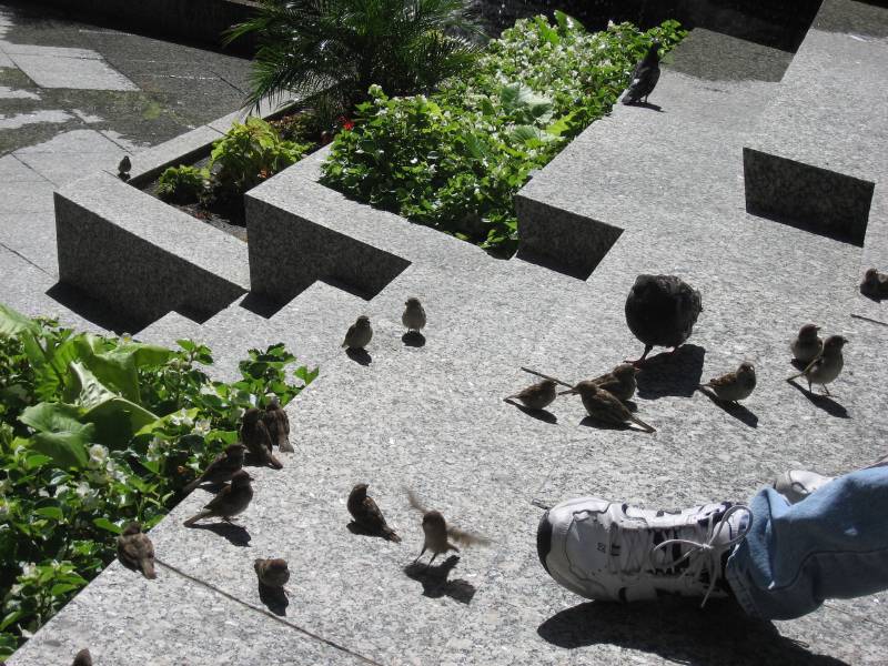 Feed the Birds
