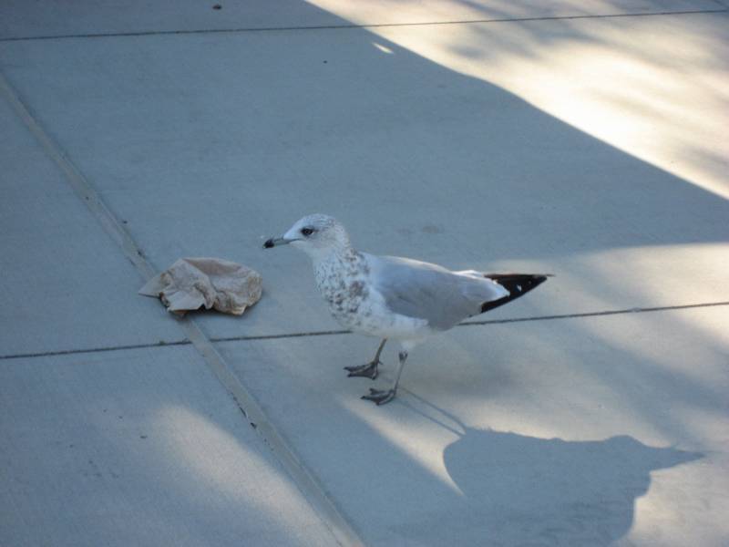 Seagull at Millenium Park