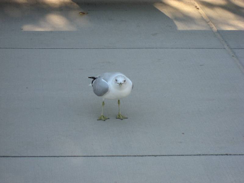 Seagull at Millenium Park