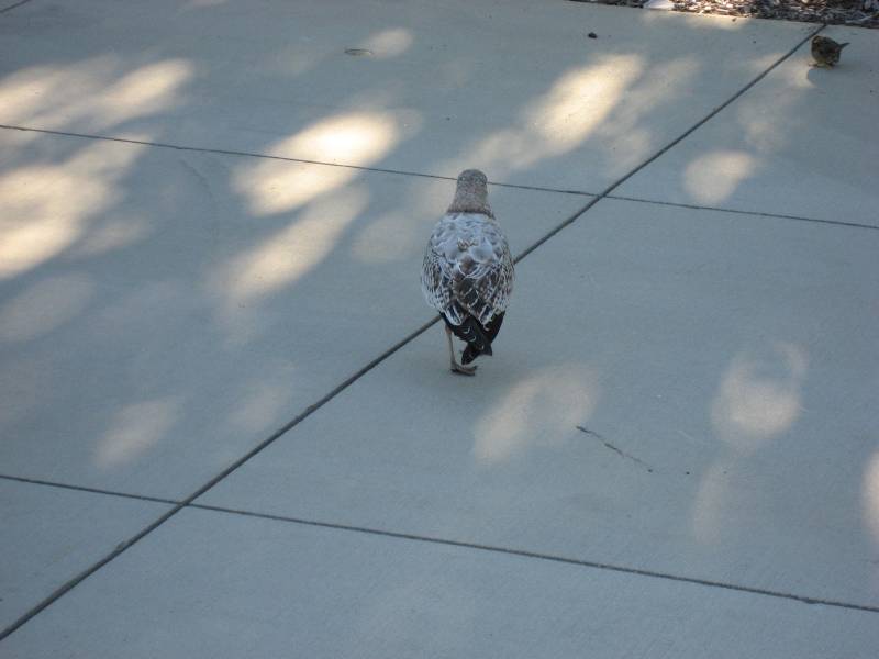 Seagull at Millenium Park