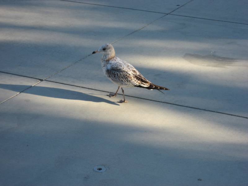 Seagull at Millenium Park