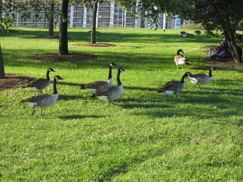 Geese