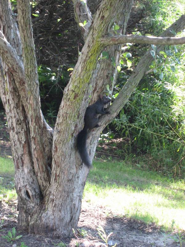 Black Squirrel in Evanston