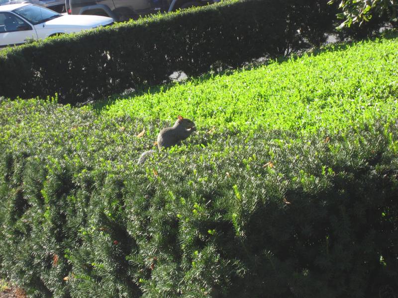 Squirrel