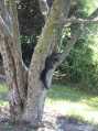 Black Squirrel in Evanston