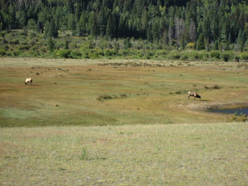 Elk