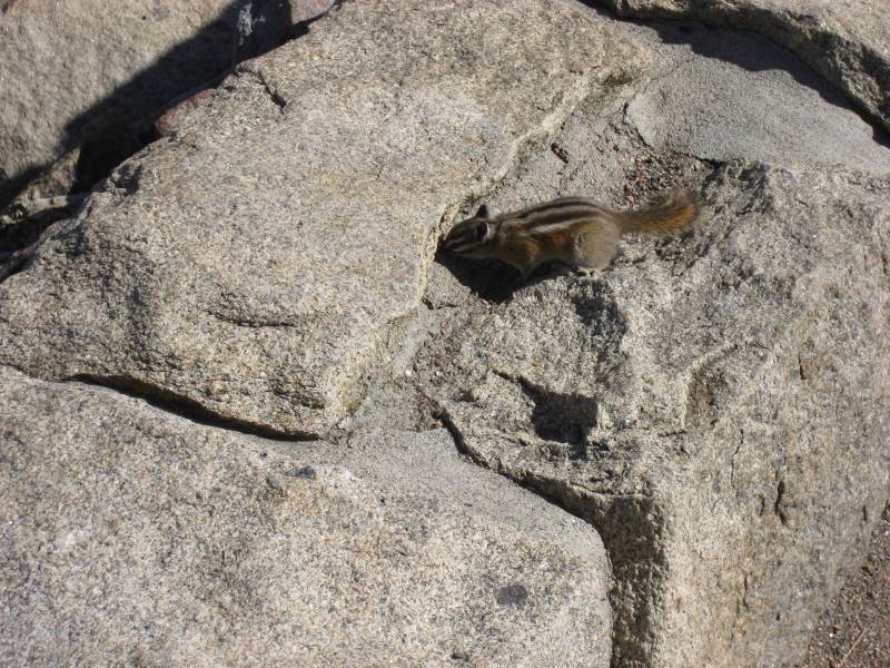 Chipmunk