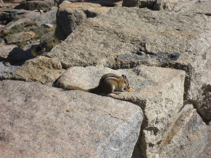Chipmunk