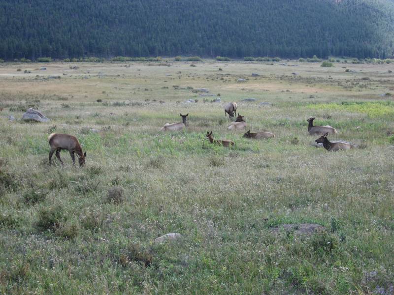 Another herd of Elk