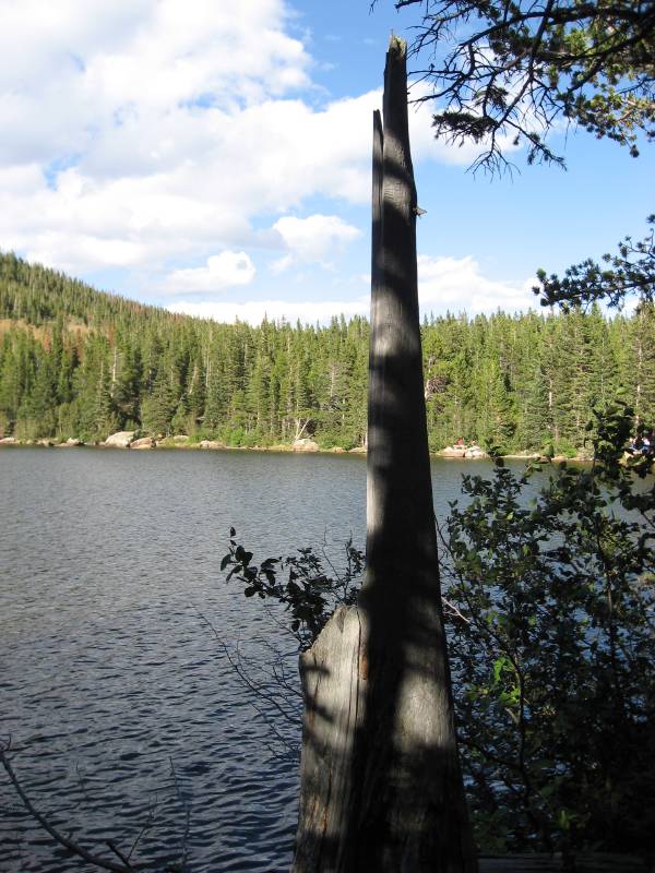 A tree with ancient symbols
