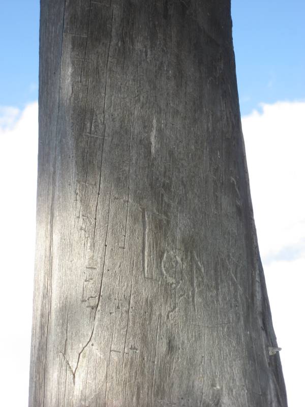 A tree with ancient symbols