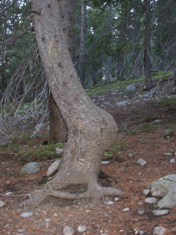 A pregnant tree?