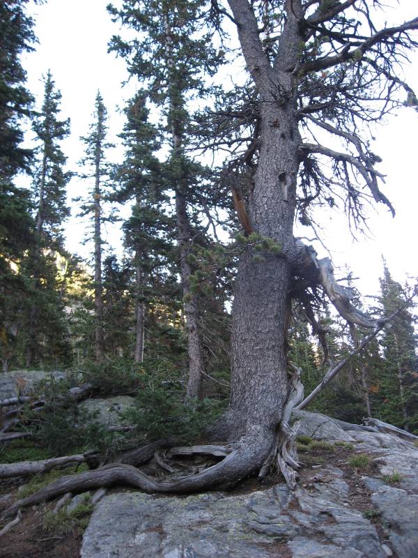 An Ent!
