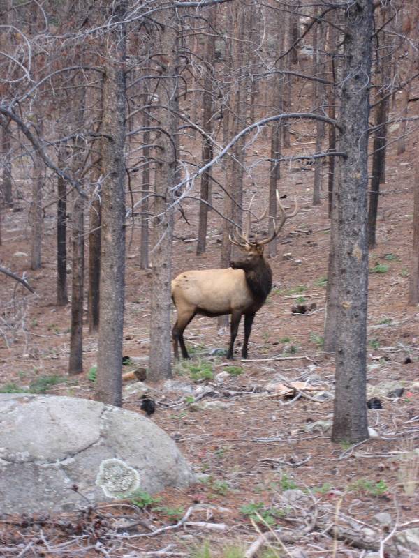 More Elk