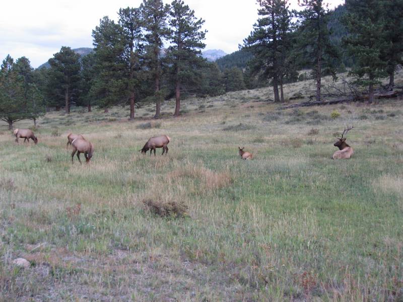 And another group of elk
