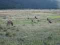 Another herd of Elk
