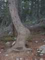 A pregnant tree?