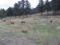 And another group of elk
