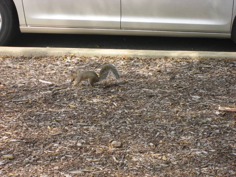 My First Squirrel