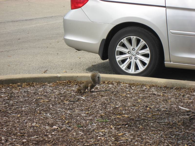 My First Squirrel